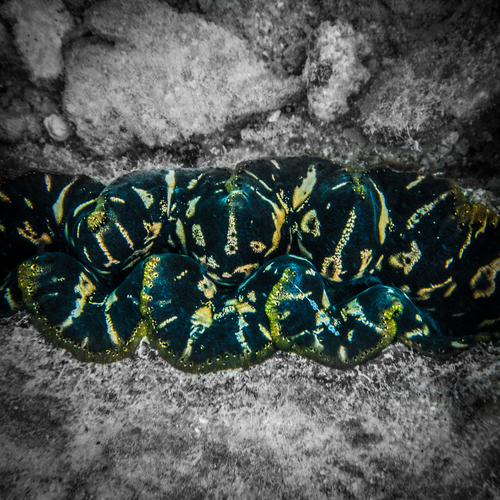 Boring Giant Clam — seen at this dive site