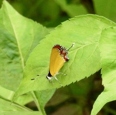 Heliophorus delacouri