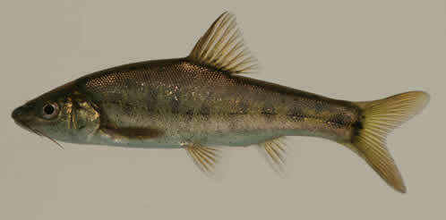 Goudlijn-grotbarbeel (Sinocyclocheilus grahami) — Cyprinidae — 2