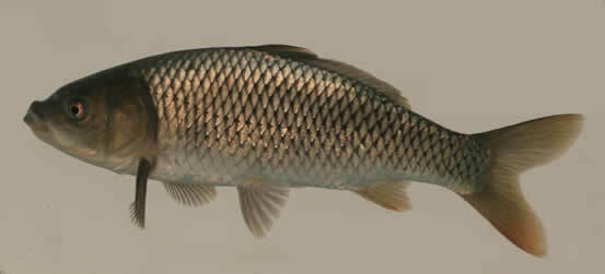 Barbless Carp