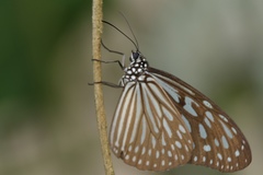 Ideopsis vulgaris macrina
