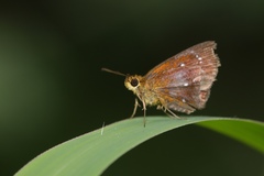 Iambrix salsala salsala