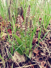 Veronica plantaginea