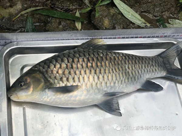 Chinese spinybarb (Spinibarbus sinensis) — Cyprinidae