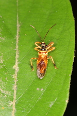 Agriocoris flavipes