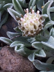 Antennaria dimorpha