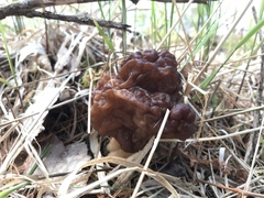 Gyromitra esculenta