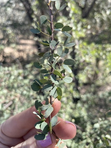 Lysiphyllum carronii, 2024-05-17