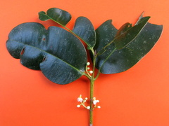 Calophyllum brasiliense