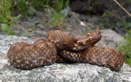 Vipera meridionalis, photo 6 of 8