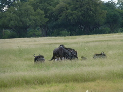 Connochaetes taurinus