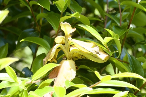 Exobasidium camelliae