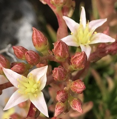Dudleya virens virens