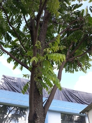 Cedrela angustifolia