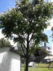 Cedrela angustifolia