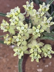 Asclepias macrosperma