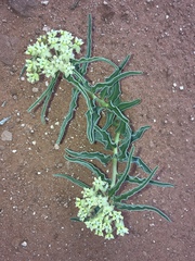 Asclepias macrosperma