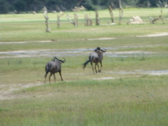 Connochaetes taurinus