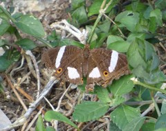Anartia chrysopelea