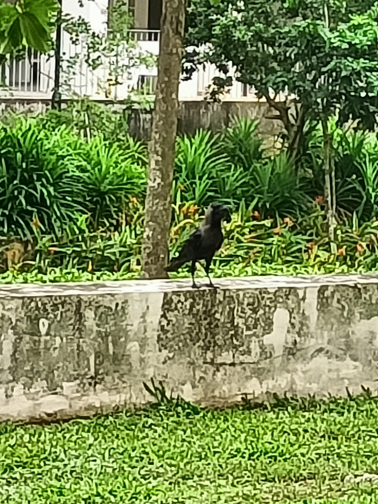 House Crow from North, SG on May 18, 2024 at 05:26 PM by leeweihao ...