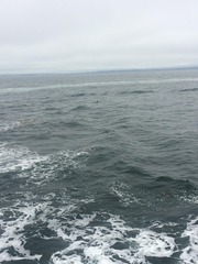 Delphinus