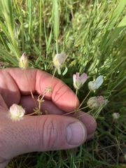 Limnanthes