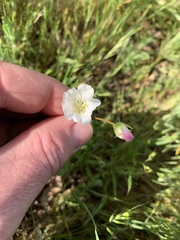 Limnanthes