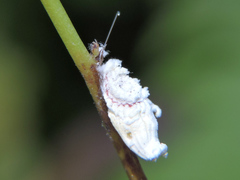 Margarodidae