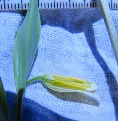 Uvularia puberula