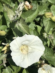 Calystegia macrostegia amplissima