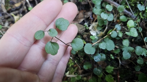 Image of Scutellaria novae by no rights reserved