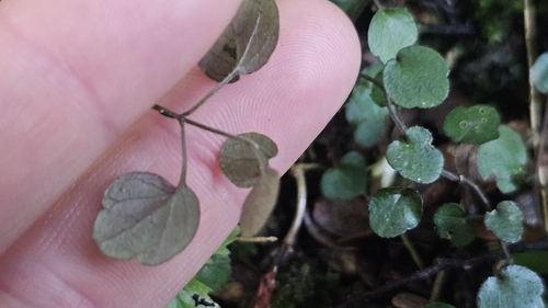 Image of Scutellaria novae by no rights reserved