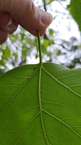 Image of Ficus rumphii by (c) CYL, some rights reserved (CC BY)