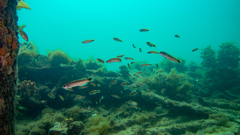 Trachinops caudimaculatus