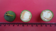 Calophyllum brasiliense