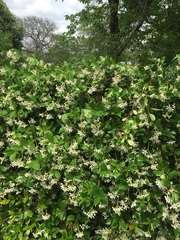 Trachelospermum jasminoides