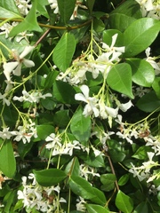 Trachelospermum jasminoides