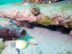 Vincentia conspersa
