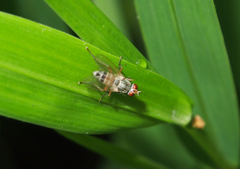 Pygophora immaculipennis