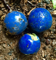 Elaeocarpus angustifolius