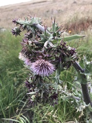 Cirsium fontinale obispoense