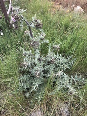 Cirsium fontinale obispoense