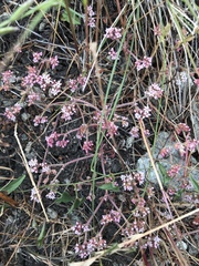 Chorizanthe breweri