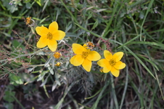 Bidens serrulata
