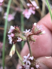 Chorizanthe breweri