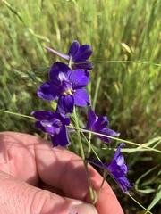 Delphinium hesperium