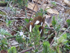 Anartia chrysopelea