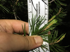 Pinus remota
