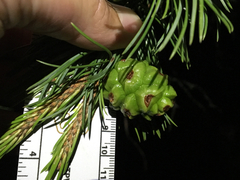 Pinus remota