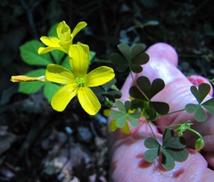 Oxalis colorea